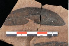 Foto (Detailsansicht) von Quercus palaeoilex Ettingshausen (NHMW-GEO-2024-0188-0768)